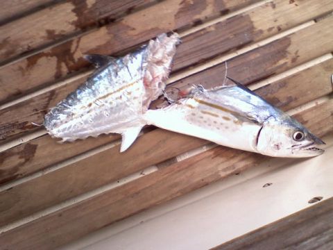 king-mackerel