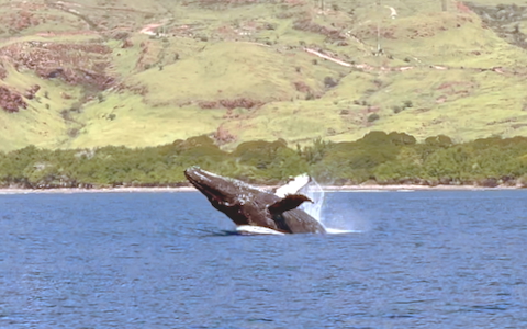 humpback-whale