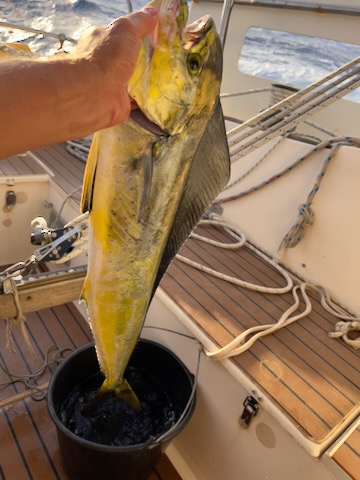 mahi-mahi