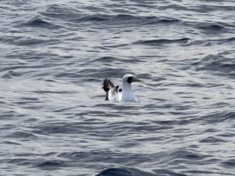 masked-booby