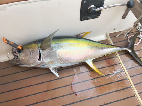 tuna