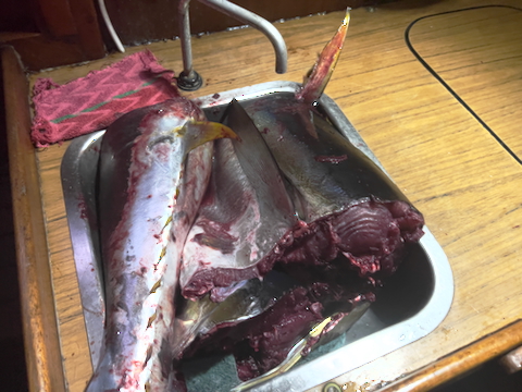 tuna2